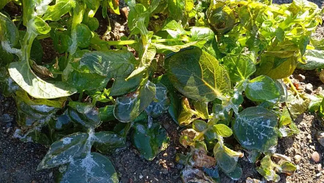 Datça’yı zirai don vurdu: Üreticinin zararı büyük