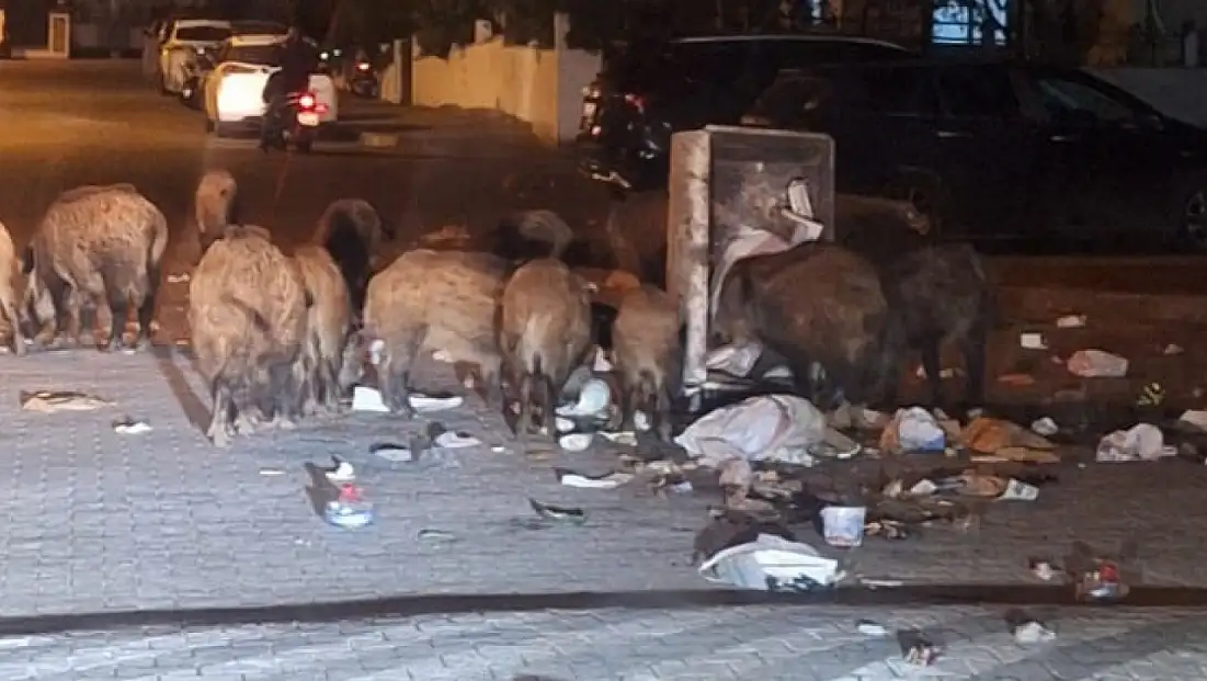 Marmaris'te domuz alarmı: Sokaklarda tehlike büyüyor, vatandaş tedirgin