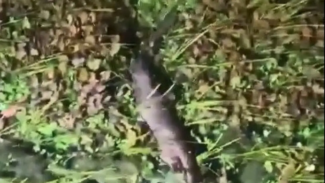 Akyakaya Azmak Nehri'nde  nesli tükenmekte olan su samuru görüntülendi