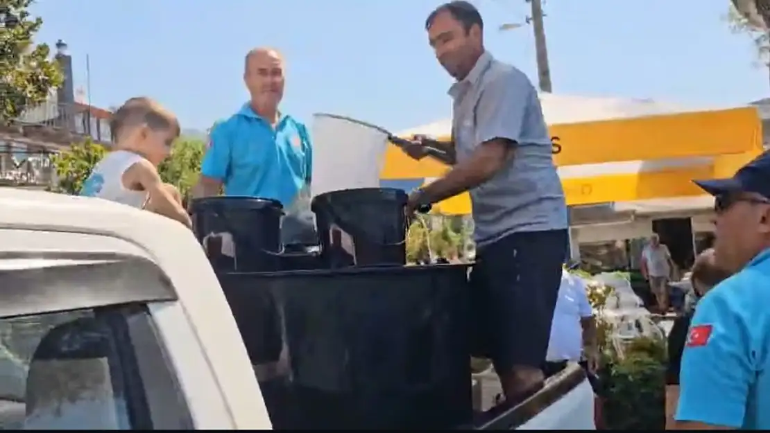 Akyazı Azmağı'na 35 bin adet levrek vırakıldı