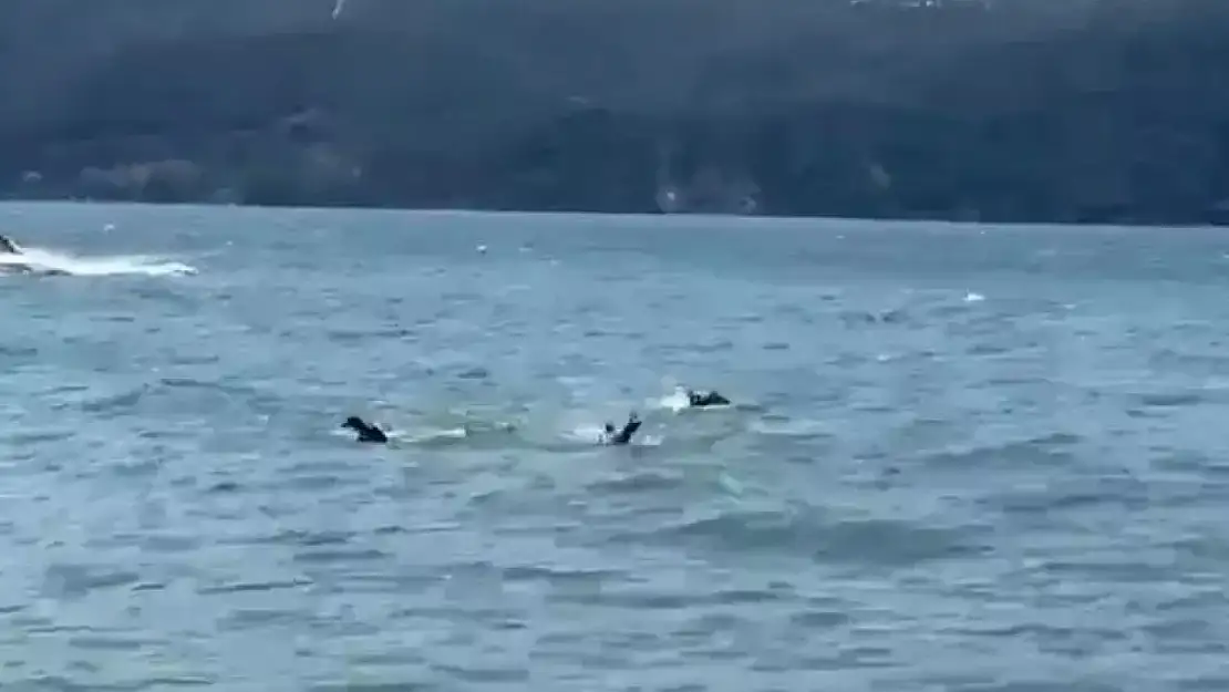 Beykoz açıklarında facia: Alabora olan teknedeki 1 kişi hayatını kaybetti