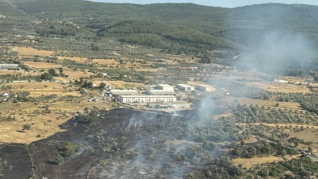 Bodrum'da orman yangını! Ekipler kısa sürede müdahale etti