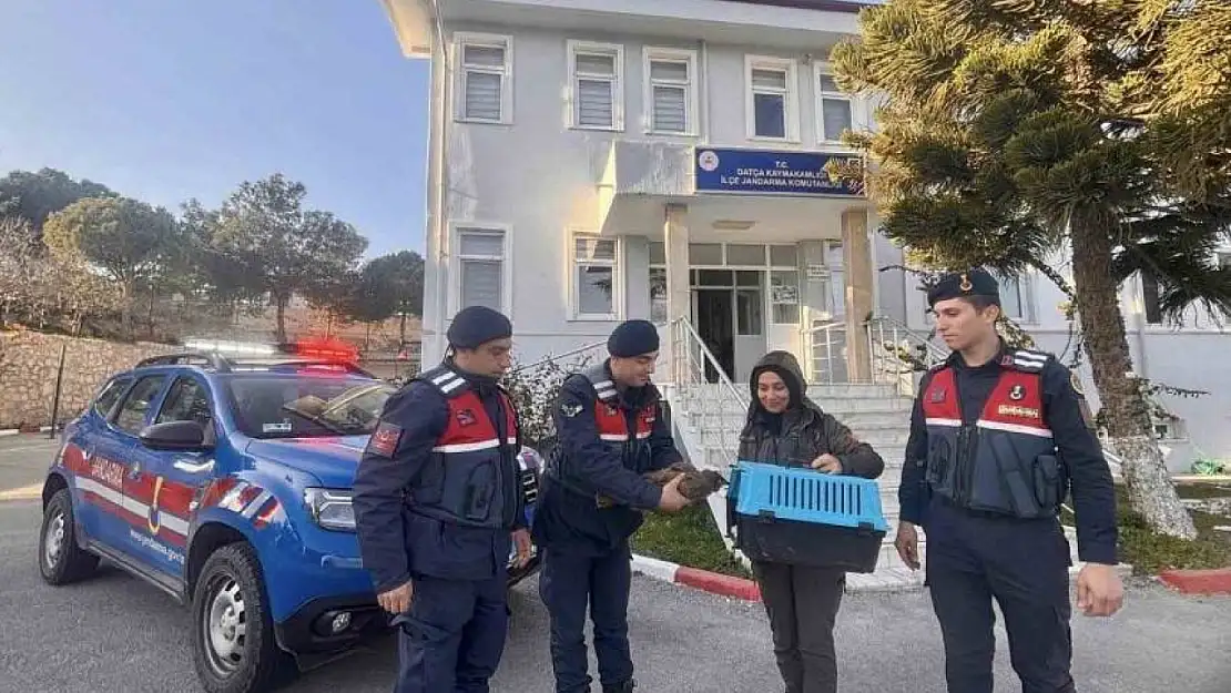 Datça'da jandarma ekiplerinden yaralı şahini kurtarma operasyonu