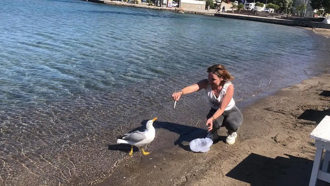 Datça'nın martı maskotu: 4 senedir balıkçıların peşinden ayrılmıyor