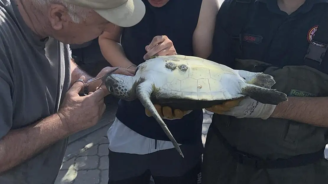 Fethiye'de deniz kaplumbağası kurtarıldı