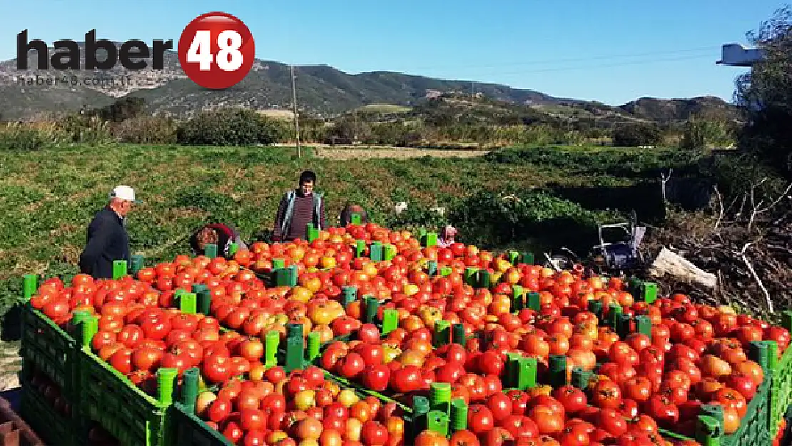 Datçalı Üreticilerin Yüzleri Gülüyor
