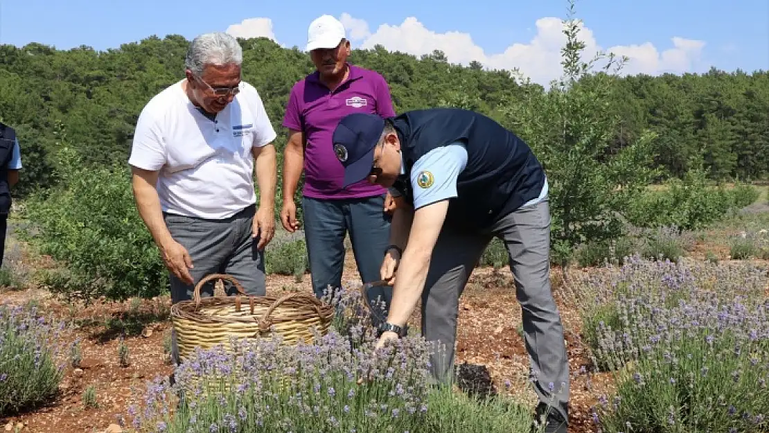 BEKİR PAKDEMİRLİ MUĞLA'DA LAVANTA HASADI YAPTI