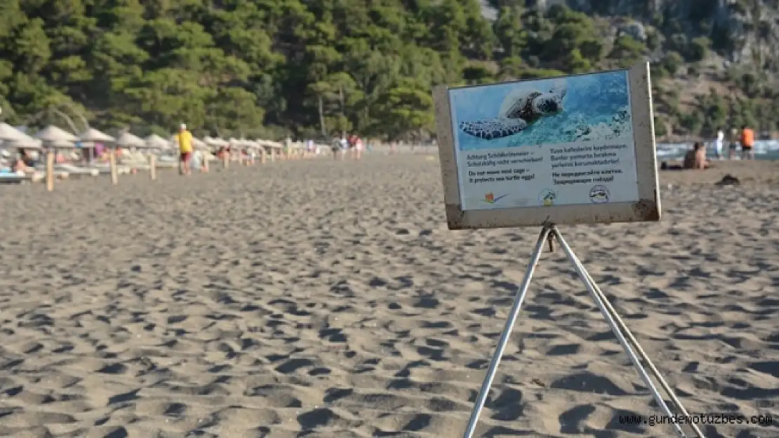 CARETTA CARETTA YUVALARINA PORSUK ÖNLEMİ