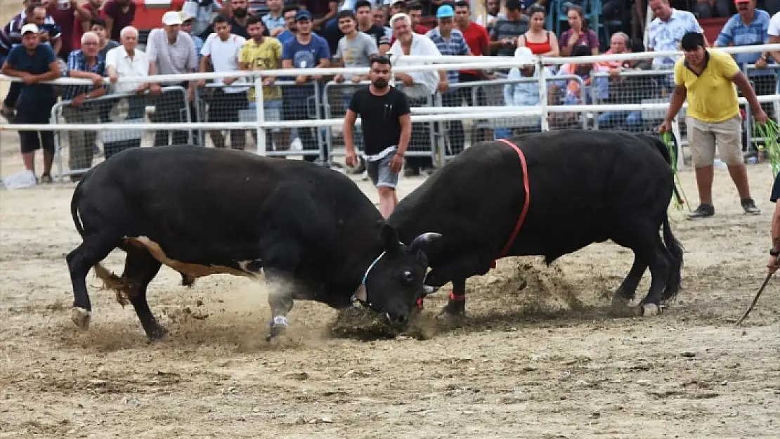 MUĞLA'DA BOĞA GÜREŞİ FESTİVALİ