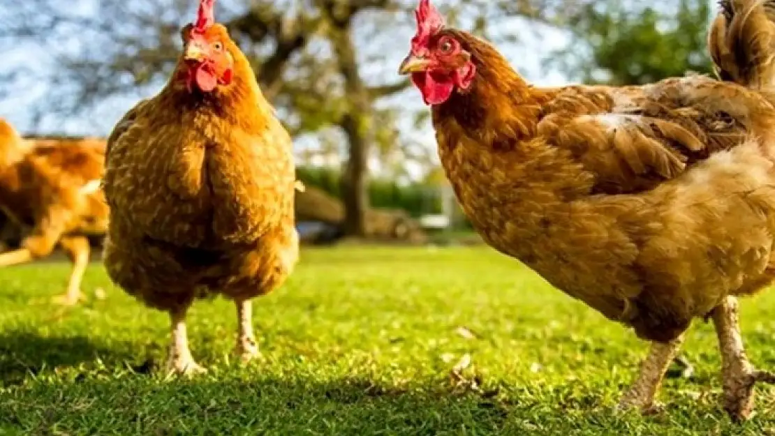 'GEZEN TAVUK' DEYİP 10 KURUŞLUK YUMURTAYI 1 LİRAYA SATIYORLAR!