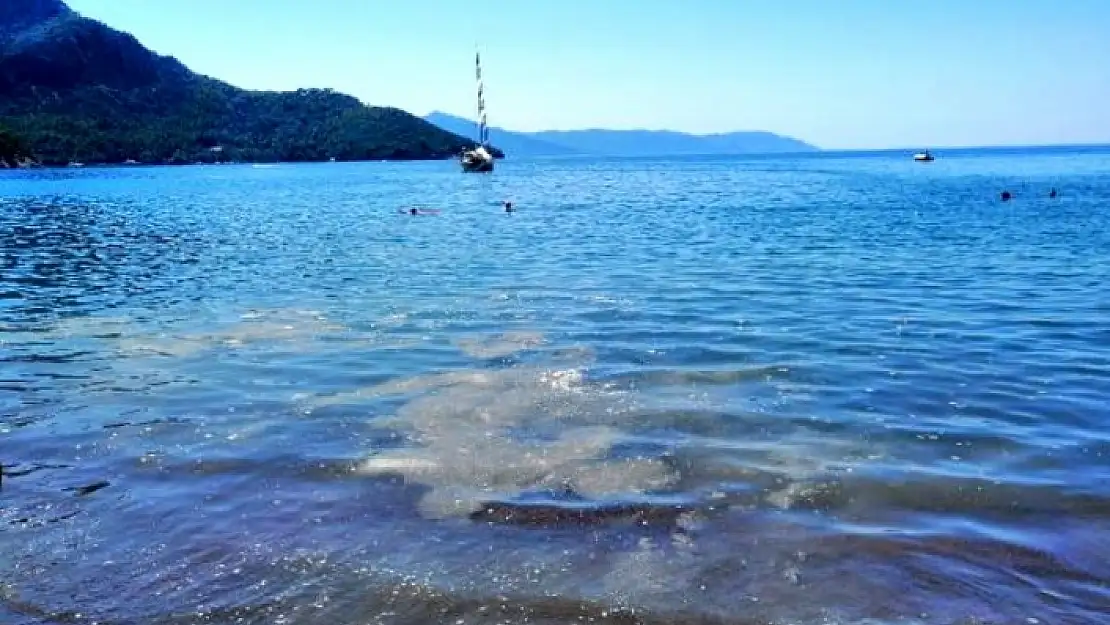 KÖYCEĞİZ'DE ÜNLÜ KOYA SİNTİNE BOŞALTILDI