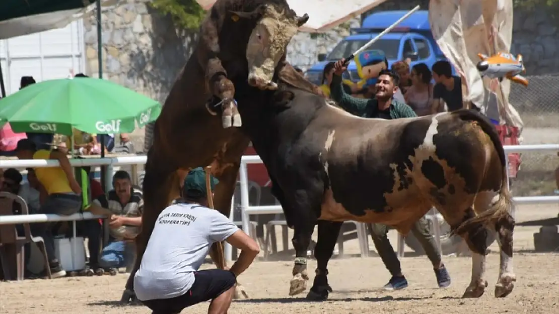 MUĞLA'DA BOĞALAR BU KEZ EĞİTİM YARARINA GÜREŞTİRİLDİ