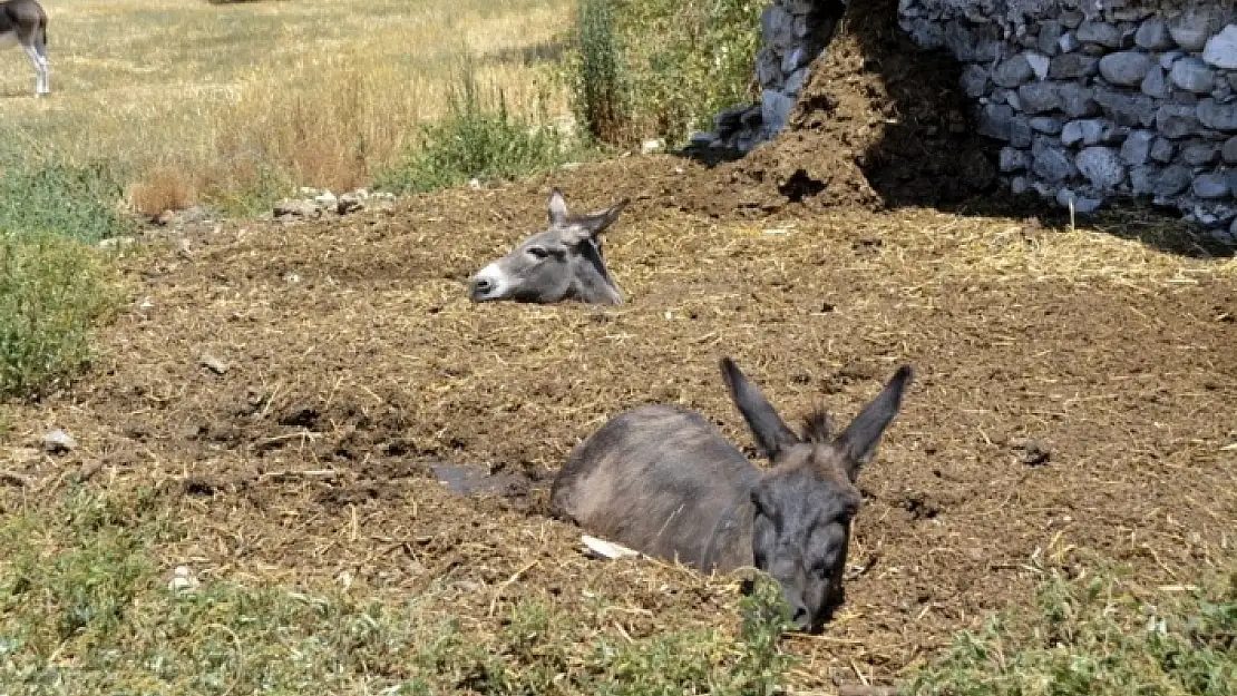 MUĞLA'DA GÜBRE ÇUKURUNA DÜŞEN 2 EŞEK SON ANDA KURTARILDI