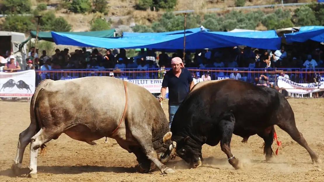 MUĞLA'DA BOĞA GÜREŞİ HEYECANI