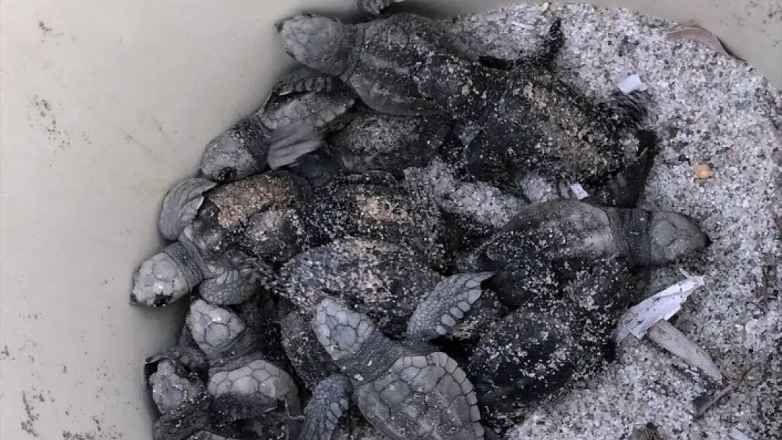 BODRUM'DA İLK KEZ CARETTA CARETTA YUVASI BULUNDU