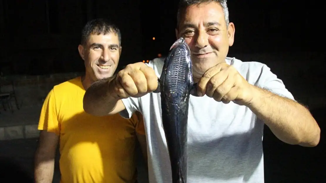 BODRUM'DA YARIM METRELİK VANTUZ BALIĞI OLTAYA TAKILDI