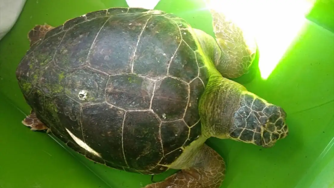 BODRUM SAHİLİNDE YARALI CARETTA CARETTA BULUNDU