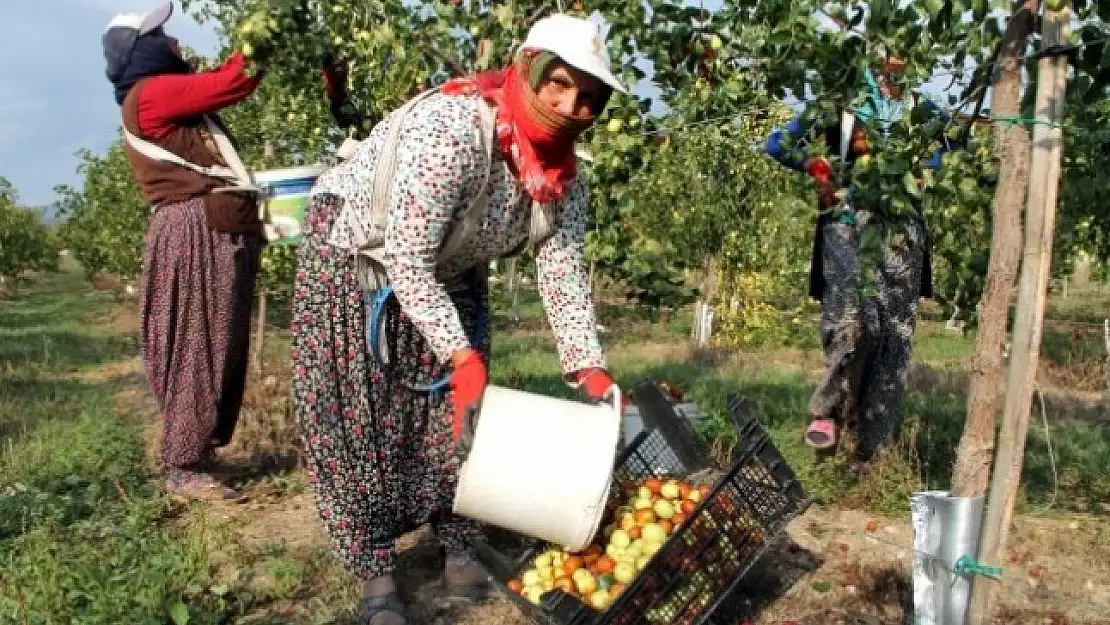 ÖLÜMSÜZLÜK  MEYVESİNİN FAYDALARI BİTMİYOR