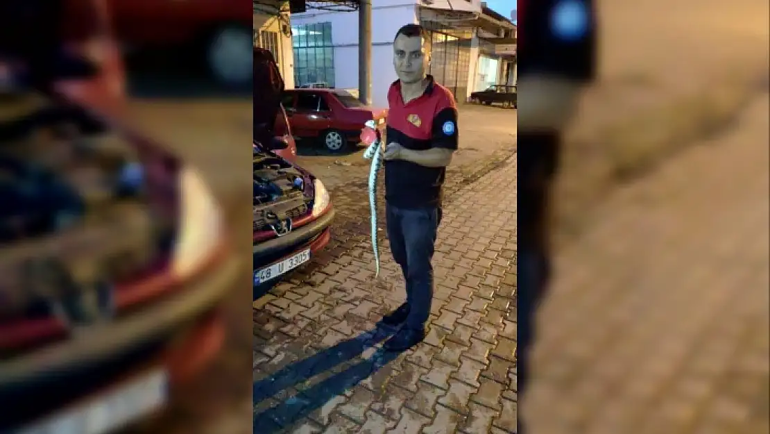 ORTACA'DA PARK HALİNDEKİ OTOMOBİLE YILAN GİRDİ