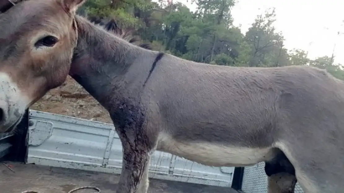 OTELDEN KAÇAN EŞEK SİLAHLA VURULARAK YAKALANDI