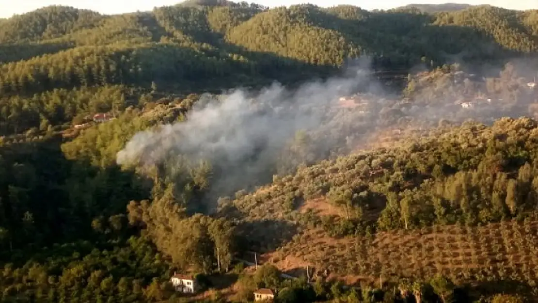 ULA'DA ORMANYANGINI