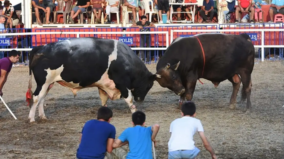 YEŞİLYURT BOĞA GÜREŞLERİ FESTİVALİ EĞİTİM YARARINA DÜZENLENDİ