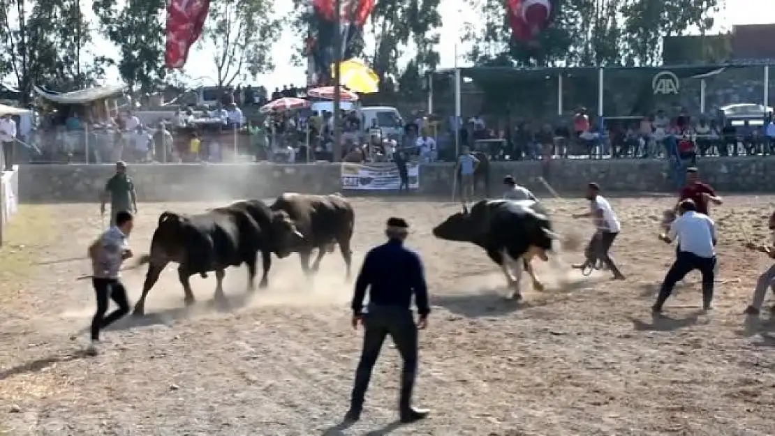 BOĞA GÜREŞİ FESTİVALİNDE KAÇAN BOĞALAR HEYECAN YARATTI