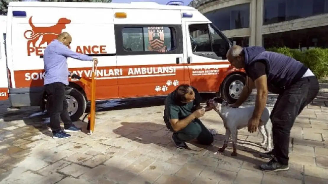 KÖPEĞİN İMDADINA PETBULANCE YETİŞTİ