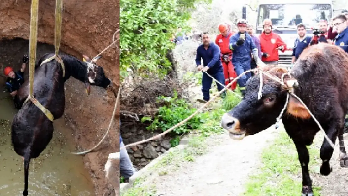 KUYUYA DÜŞEN GEBE İNEĞİ AKUT EKİPLERİ KURTARDI