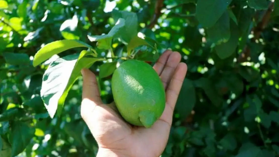 MUĞLA'NIN GLOBALGAP SERTİFİKALI LİMONLARI AVRUPA PAZARINDA