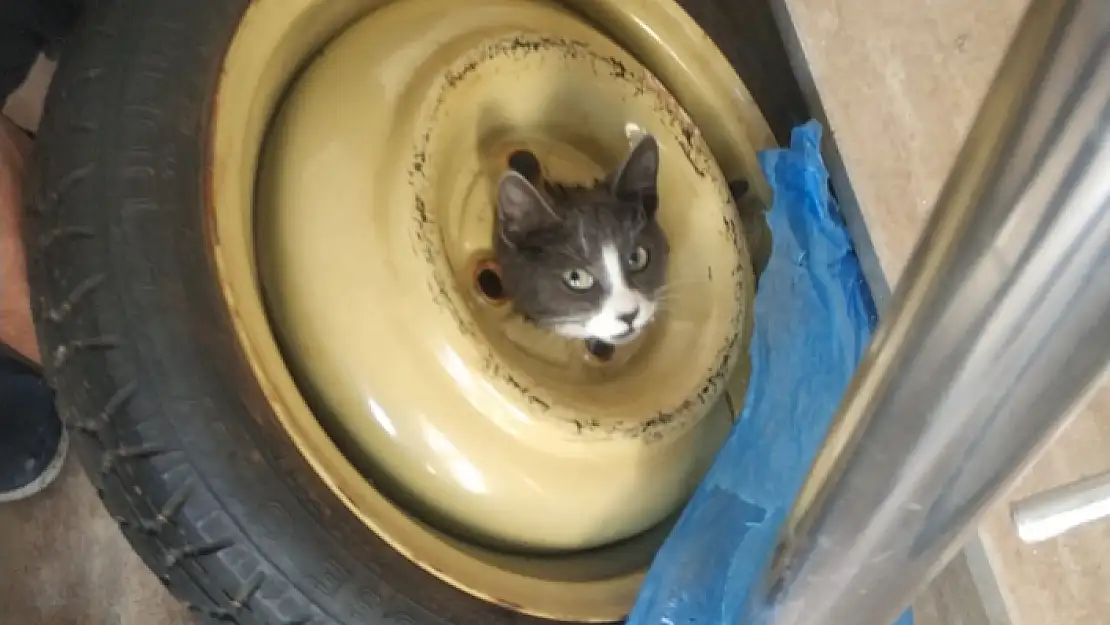 ORTACA'DA YEDEK LASTİĞE SIKIŞAN KEDİ 1 SAATTE KURTARILDI