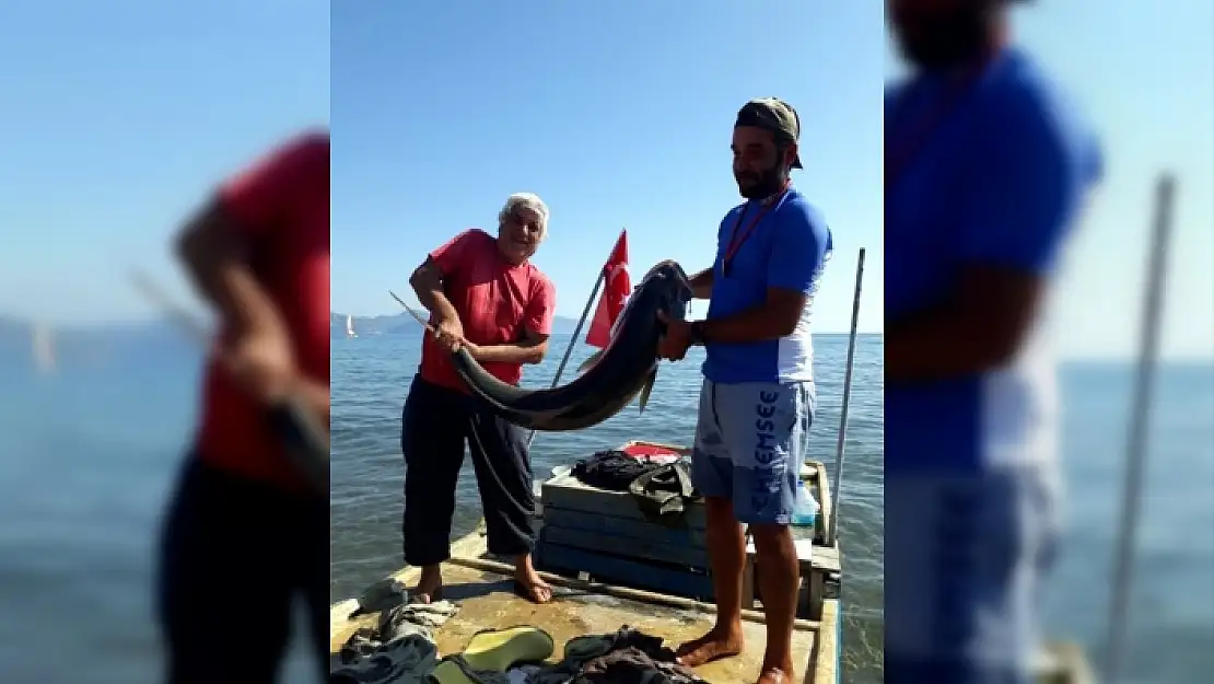SARIGERME'DE 42 KİLOLUK AKYA BALIĞI OLTAYA TAKILDI