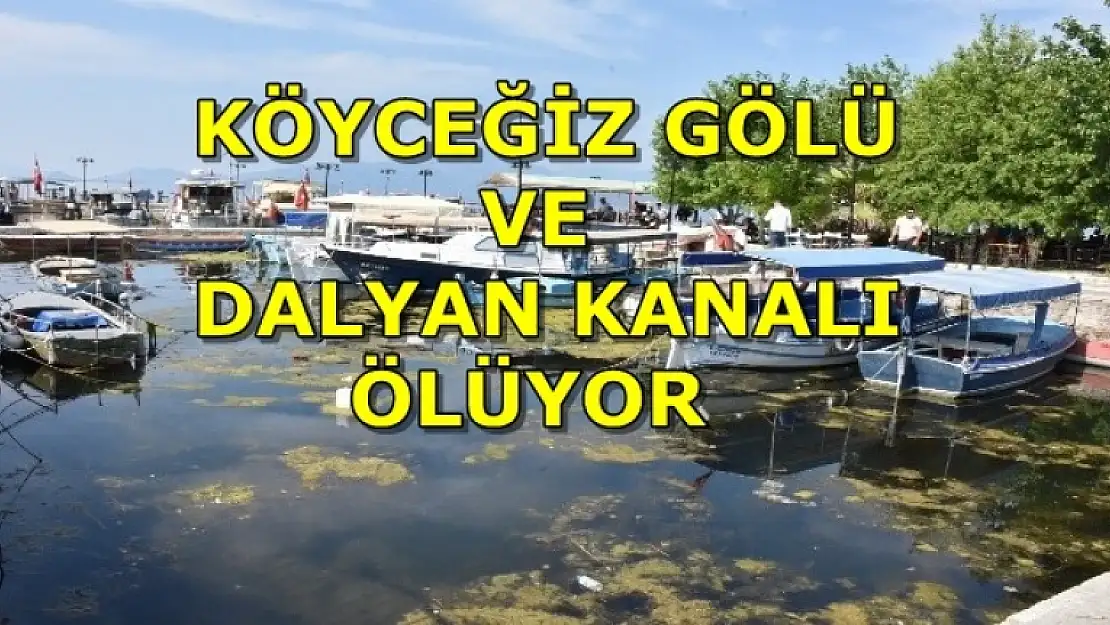 Alınmayan Önlemler Köyceğiz Gölü ve Dalyan Kanalını Öldürüyor