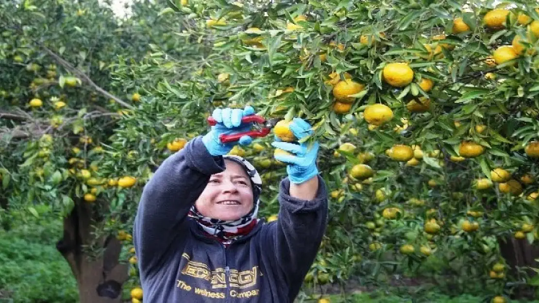 Bodrum Mandalinasının Hasat Zamanı!