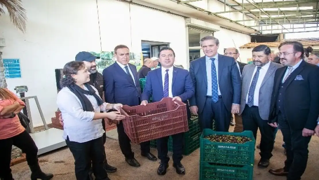 Bodrum Zeytinyağına 'Kalite' Dokunuşu