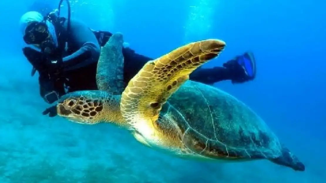 DALYAN'DA BİR GRUP DALGIÇ ÖLÜ CARETTA CARETTA GÖRÜNTÜLEDİ