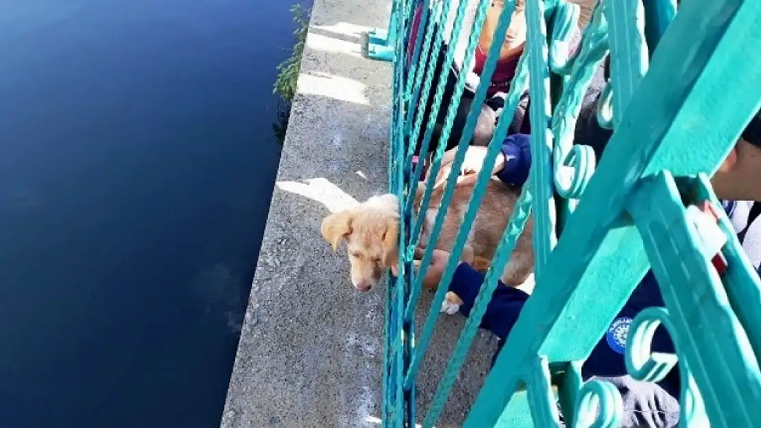 Kafası Sıkışan Yavru Köpeği İtfaiye Kurtardı