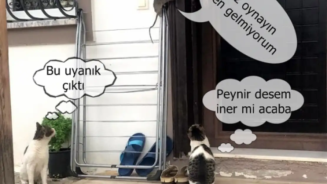Kedilerden Kaçan Fare Çamaşır Asacağına Çıktı