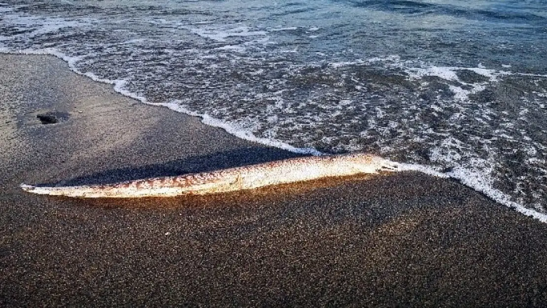 Marmaris'te Kıyıya Vuran Balık Şaşırttı