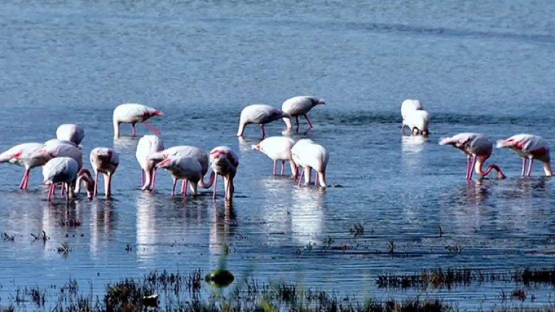 Muğla'da Flamingo Şöleni