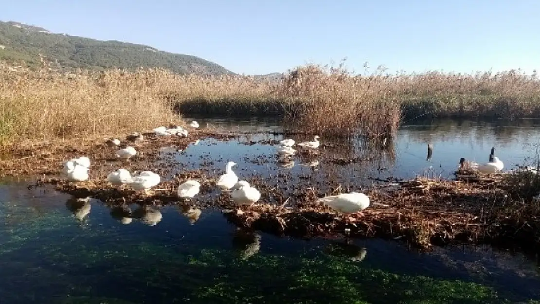 Akyaka Azmağı Kışın Gelmesiyle Kaz ve Ördeklere Kaldı!