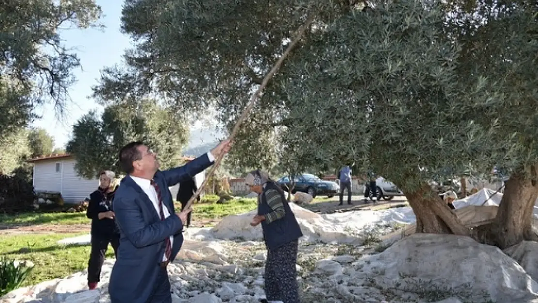 Başkan Tokat Köylülerle Zeytin Hasadı Yaptı