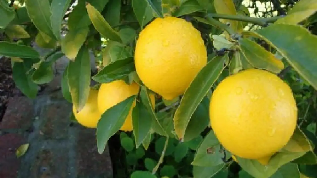 Muğla'da Limondan Alınan Verim Düştü