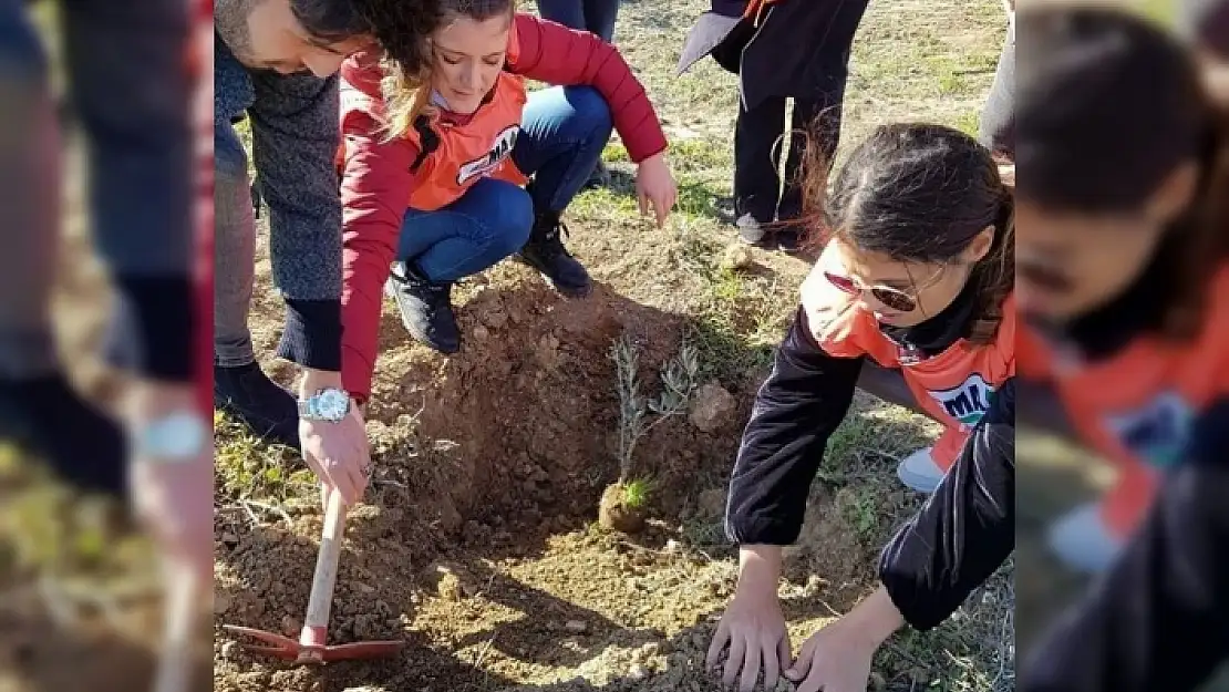 Öğrenciler 150 Adet Zeytin Fidanı Dikti