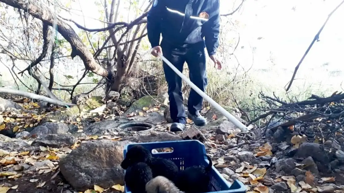 Ölümü Bekleyen Yavruları Fethiye İtfaiyesi Kurtardı!