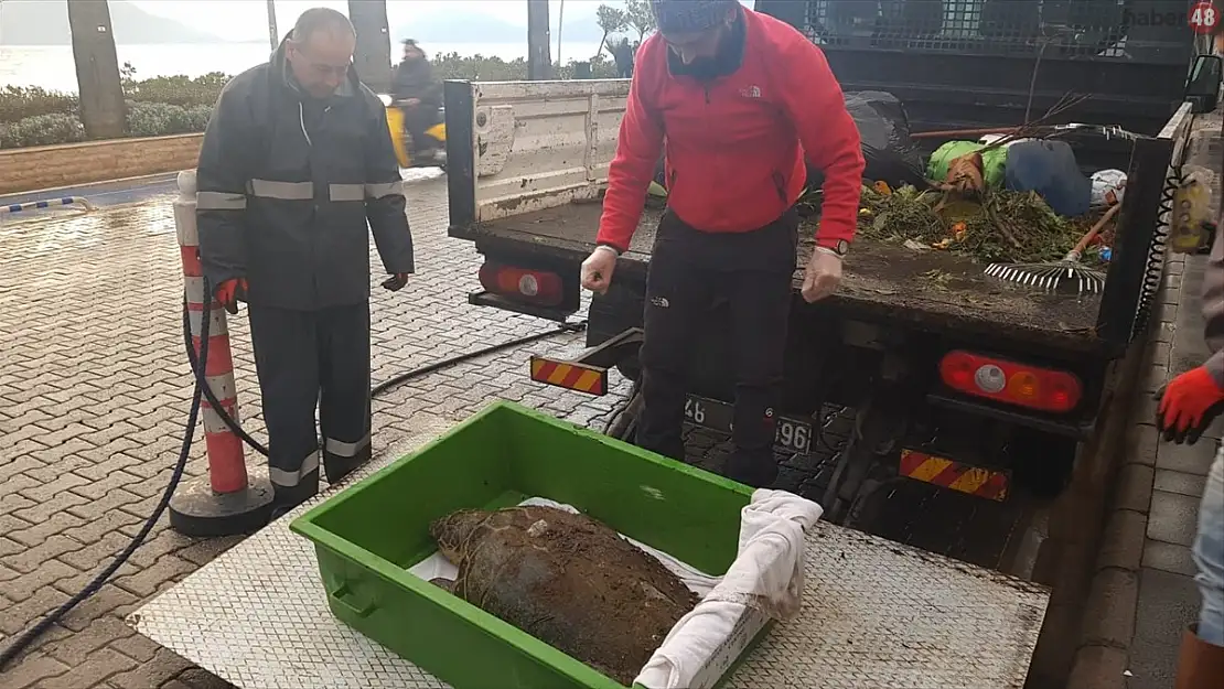Marmaris'de ölü caretta caretta sahile vurdu