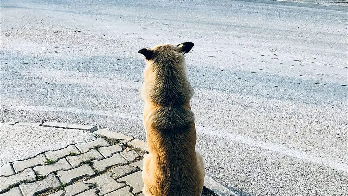BODRUM'DA TERKEDİLEN KÖPEK DURAKTAN AYRILMIYOR