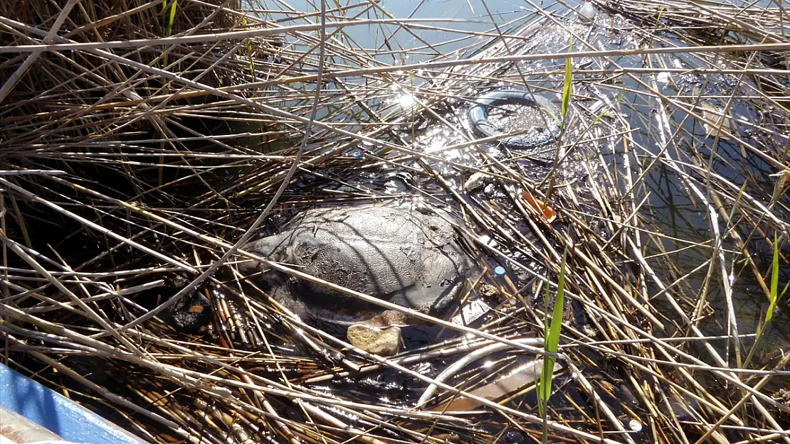 ORTACA'DA 2 CARETTA CARETTA ÖLÜ BULUNDU