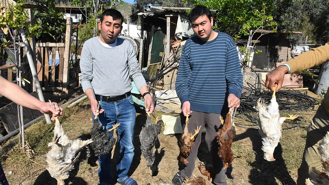SOKAK KÖPEKLERİNİN KÜMES HAYVANLARINI TELEF ETTİĞİ İDDİA EDİLDİ