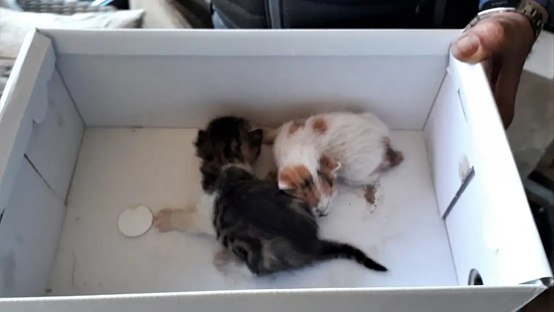 ŞÖMİNE BACASINA SIKIŞAN YAVRU KEDİLERİ İTFAİYE KURTARDI